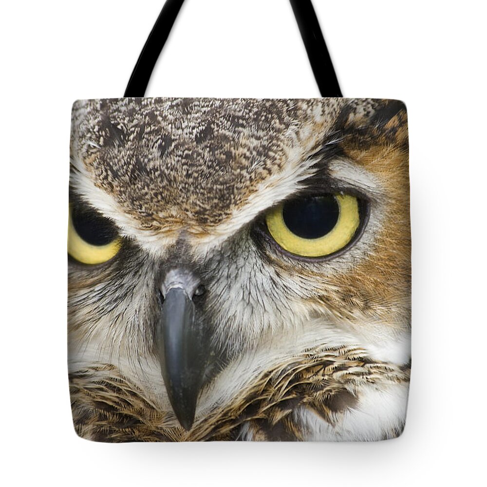 Great Horned Owls Tote Bag featuring the photograph Great Horned Owl by Jill Lang