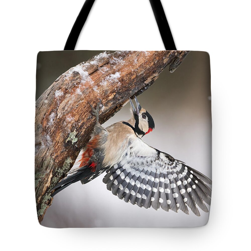 Nis Tote Bag featuring the photograph Great Spotted Woodpecker Male Sweden by Franka Slothouber