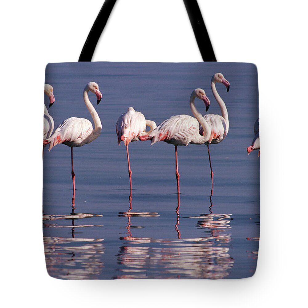 00511137 Tote Bag featuring the photograph Greater Flamingo Group by Michael and Patricia Fogden