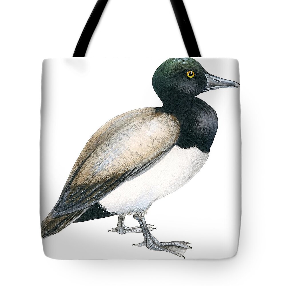 Scaup Tote Bag featuring the drawing Greater scaup by Anonymous