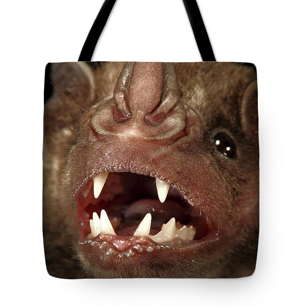 00463278 Tote Bag featuring the photograph Greater Spear-nosed Bat by Christian Ziegler