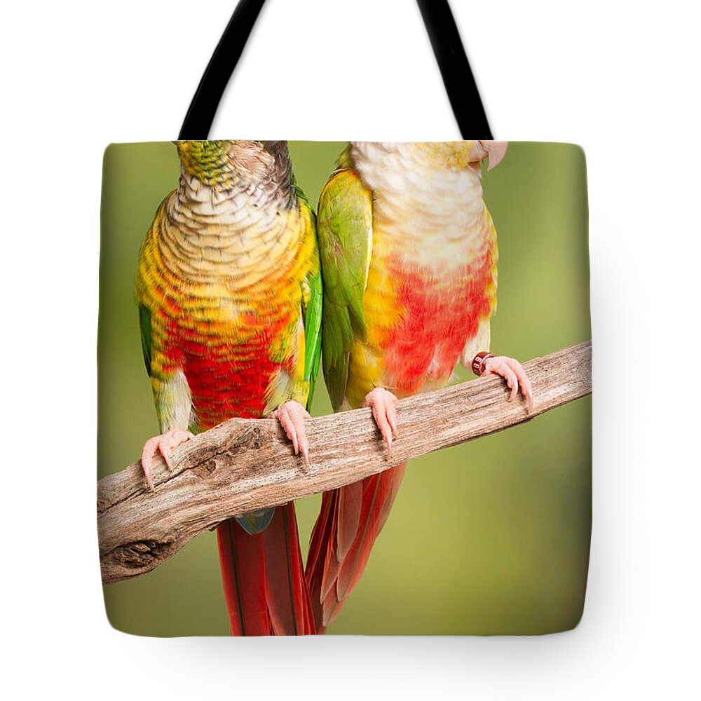 Green-cheeked Conure Tote Bag featuring the photograph Green-cheeked Conure And Pineapple by David Kenny