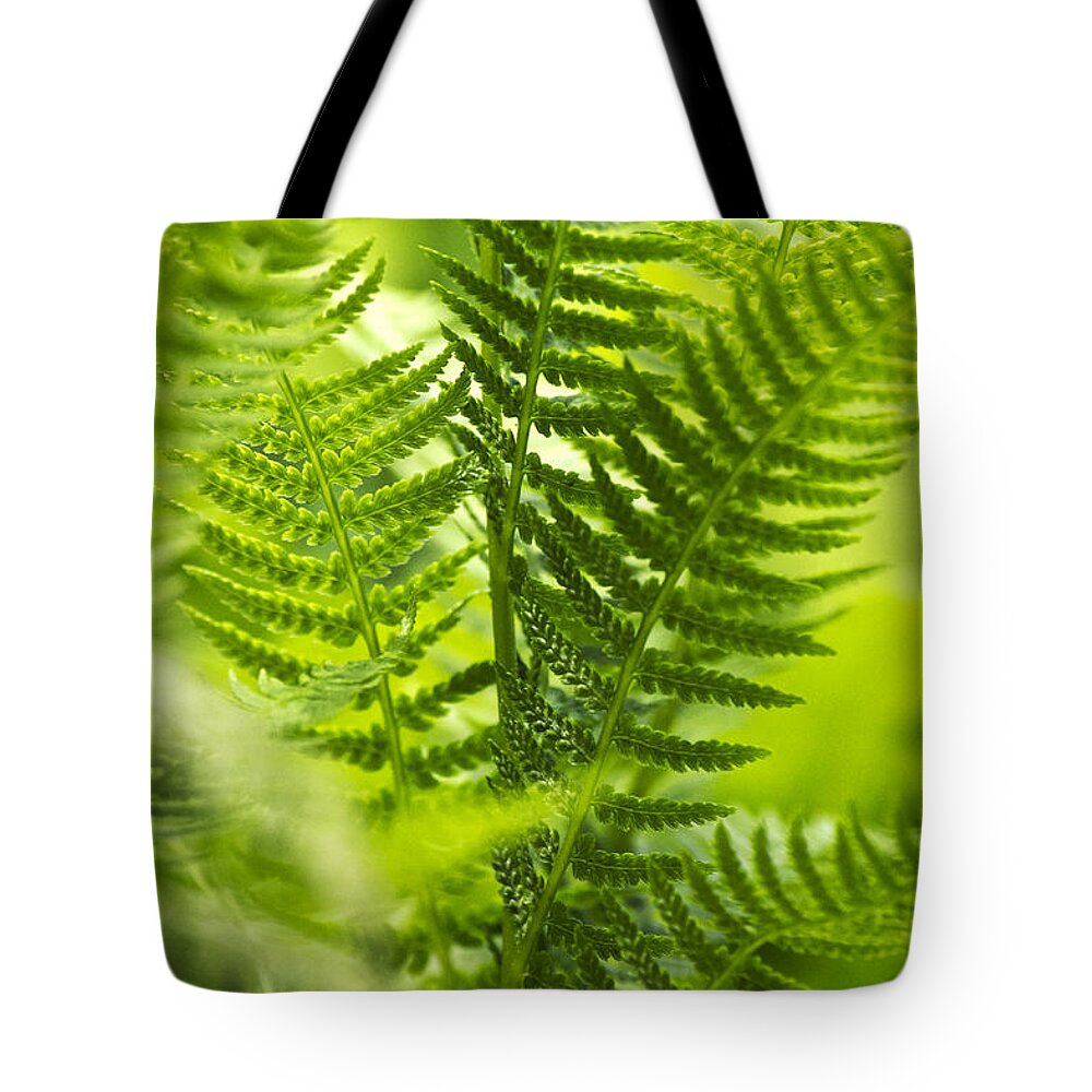 Fern Tote Bag featuring the photograph Green Fern Art by Christina Rollo