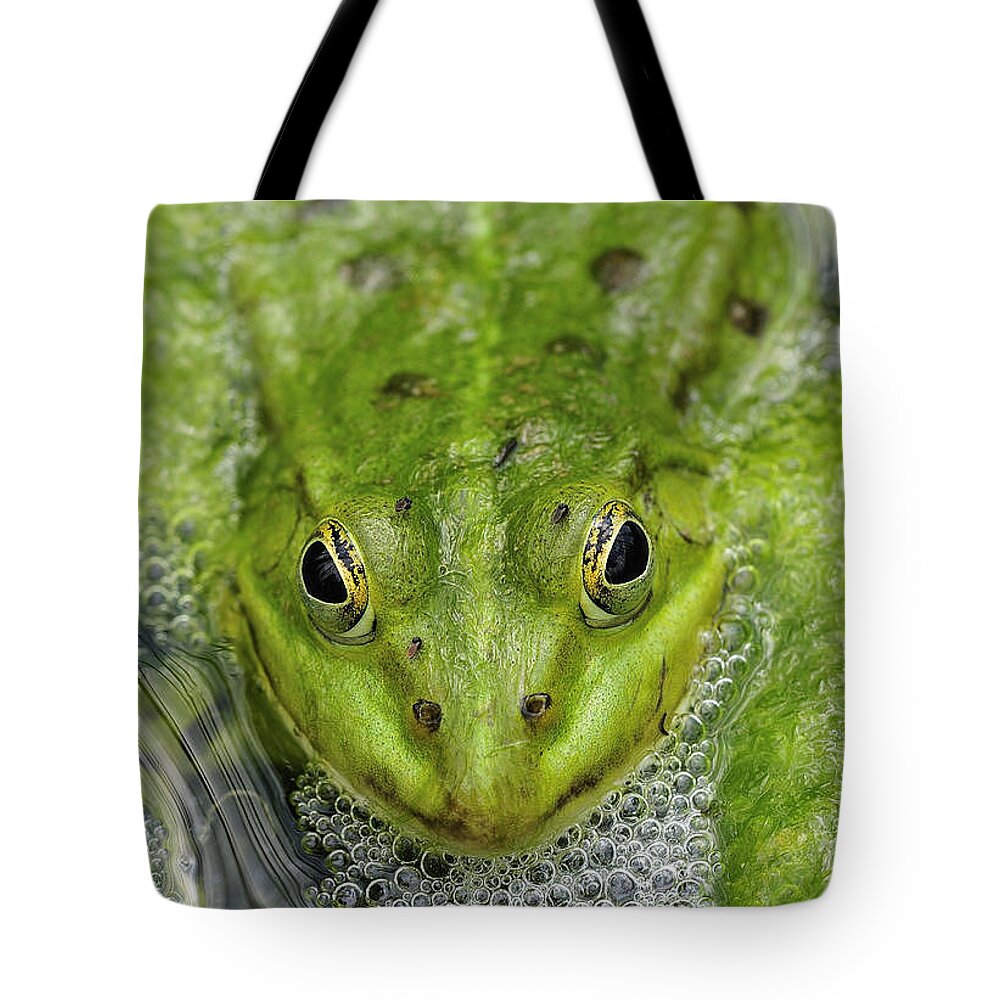 Frog Tote Bag featuring the photograph Green Frog by Matthias Hauser