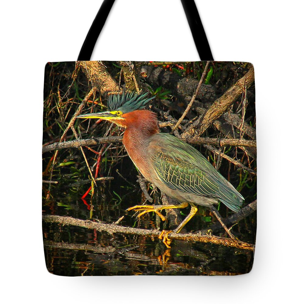 Green Heron Tote Bag featuring the photograph Green Heron basking in sunlight by Barbara Bowen