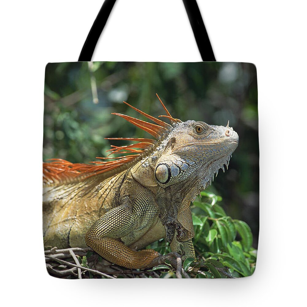 Feb0514 Tote Bag featuring the photograph Green Iguana Male Portrait Central by Konrad Wothe