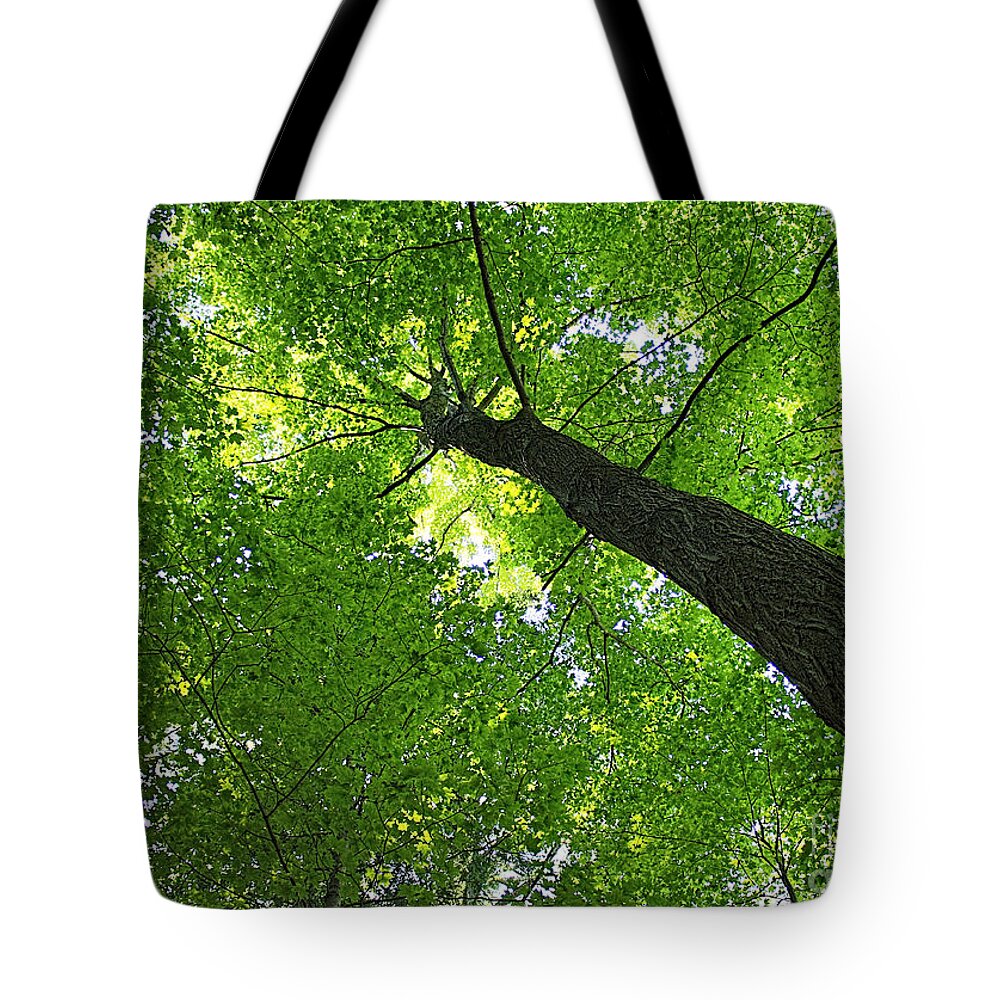 Tree Tote Bag featuring the photograph Green Maple Canopy by Barbara McMahon