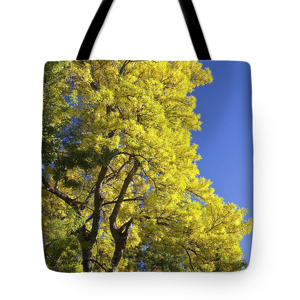 Autumn Tote Bag featuring the photograph Green Orange Yellow and Blue by James BO Insogna