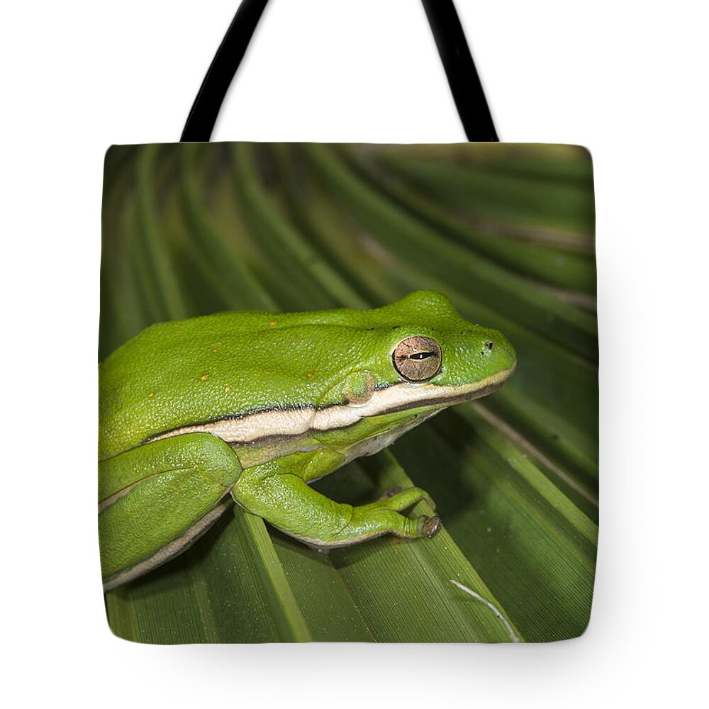 Pete Oxford Tote Bag featuring the photograph Green Tree Frog Little St Simons Island by Pete Oxford