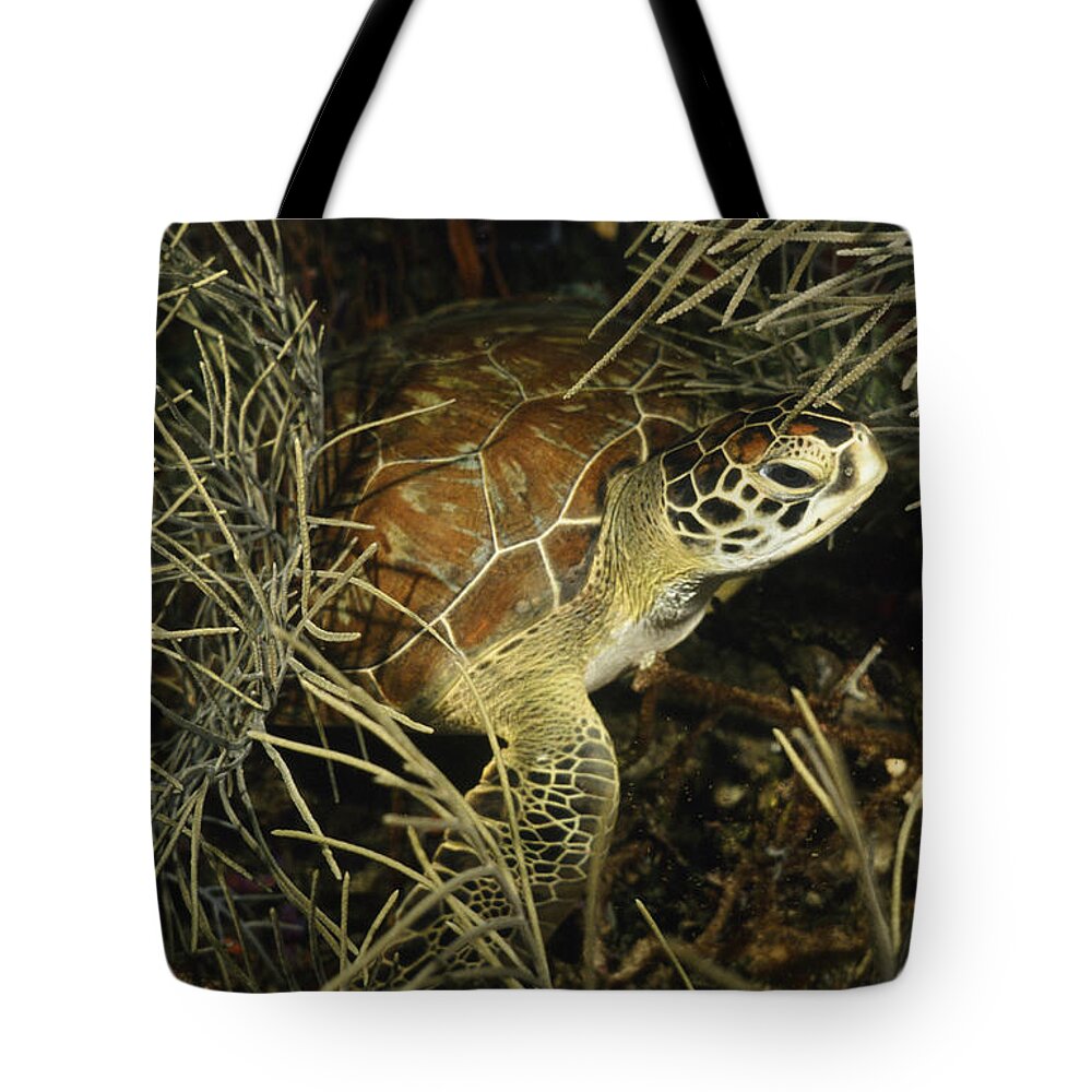 Angle Tote Bag featuring the photograph Green Turtle In Soft Corals by Sandra Edwards