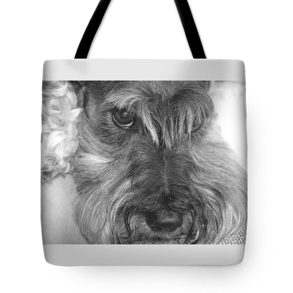 Miniature Schnauzer Tote Bag featuring the photograph Gretl and The Look by Andrea Lazar