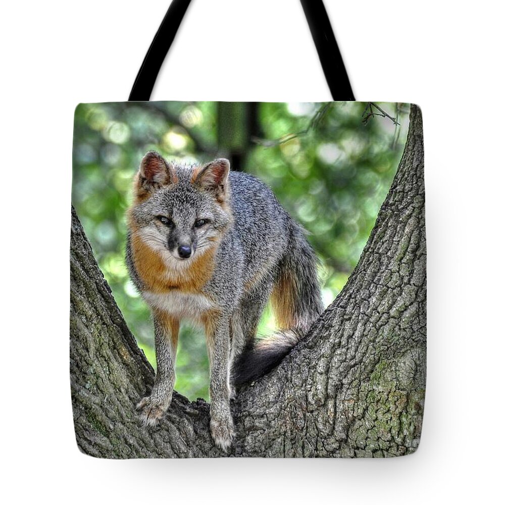 Fox Tote Bag featuring the photograph Grey Fox In A Tree by Kathy Baccari