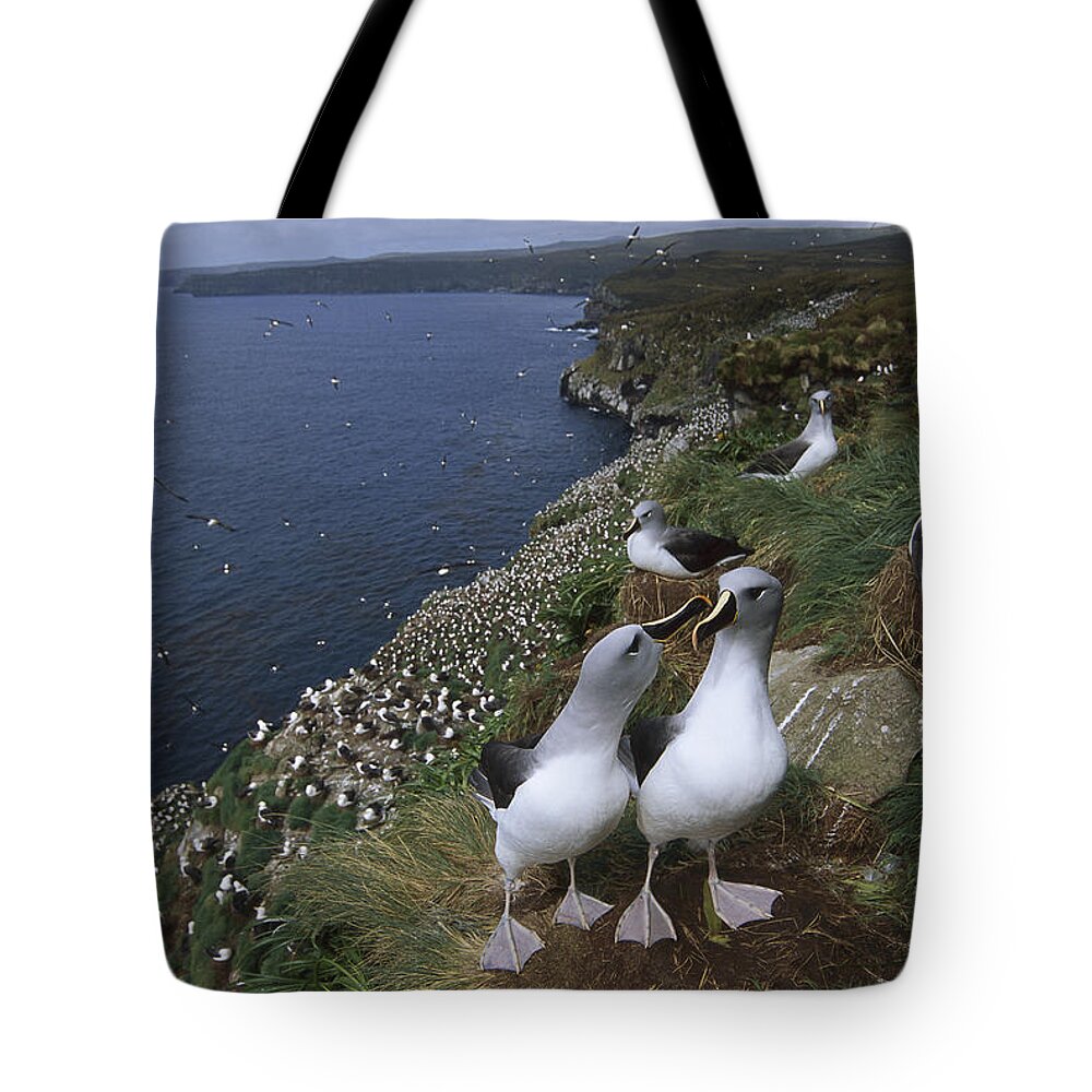 Feb0514 Tote Bag featuring the photograph Grey-headed Albatross Colony Campbell by Tui De Roy