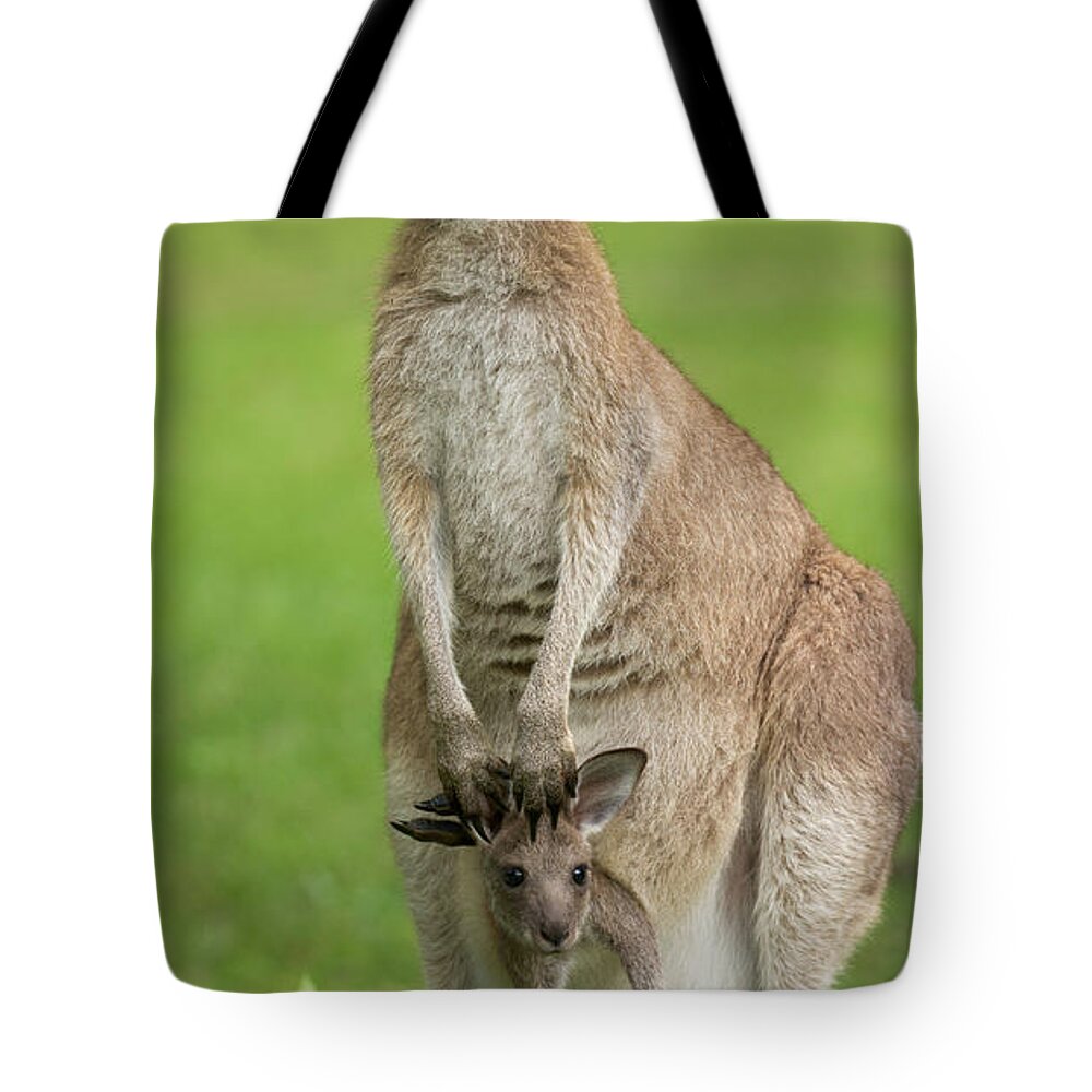 00462649 Tote Bag featuring the photograph Grey Kangaroo And Joey by Yva Momatiuk John Eastcott