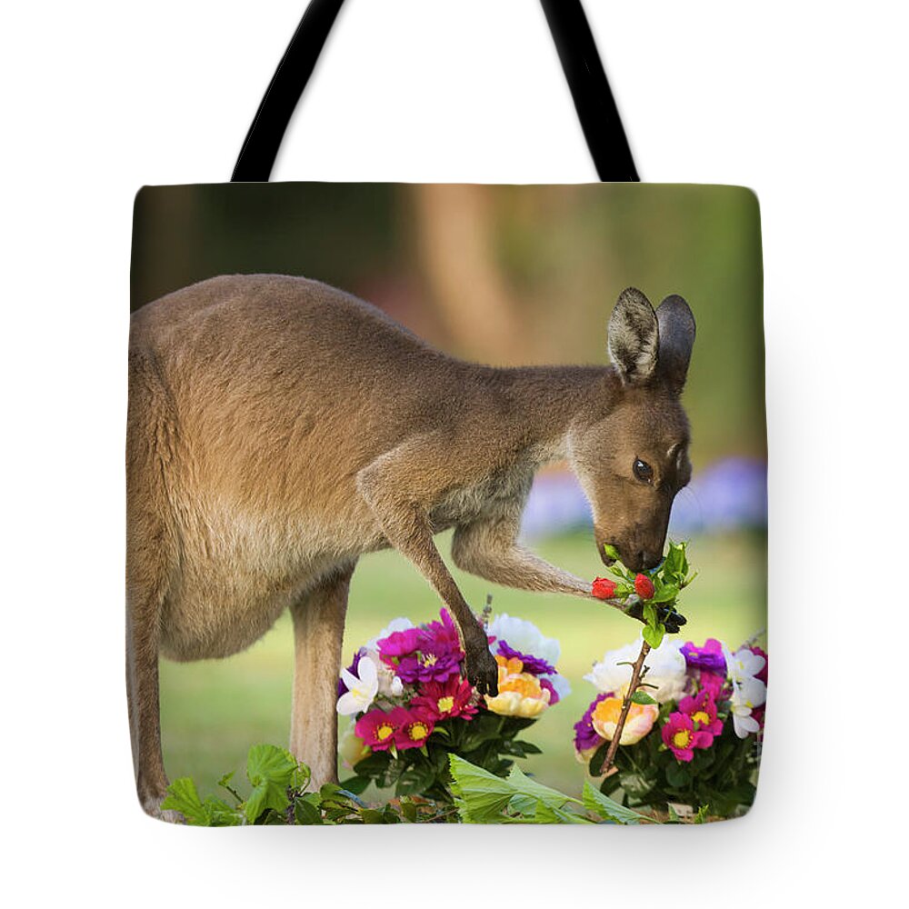 00451879 Tote Bag featuring the photograph Grey Kangaroo Eating Graveyard Flowers by Yva Momatiuk and John Eastcott