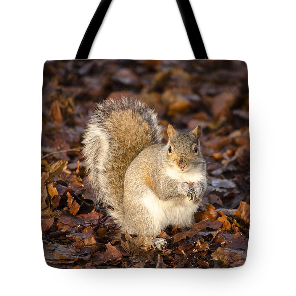 Squirrel Tote Bag featuring the photograph Grey squirrel by Spikey Mouse Photography