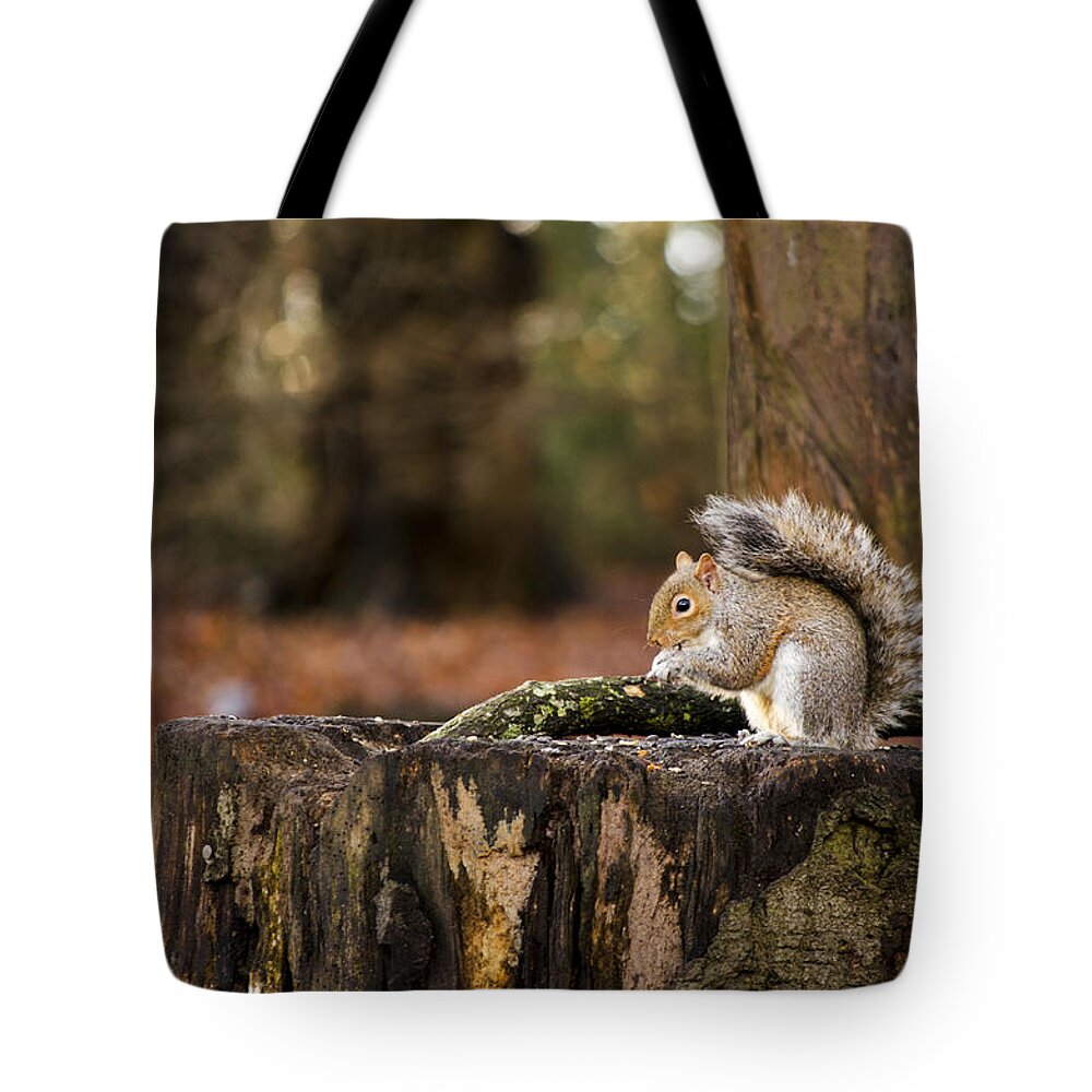 Squirrel Tote Bag featuring the photograph Grey Squirrel on a Stump by Spikey Mouse Photography