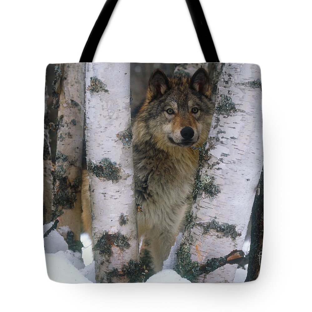 Grey Wolf Tote Bag featuring the photograph Grey Wolf by Art Wolfe