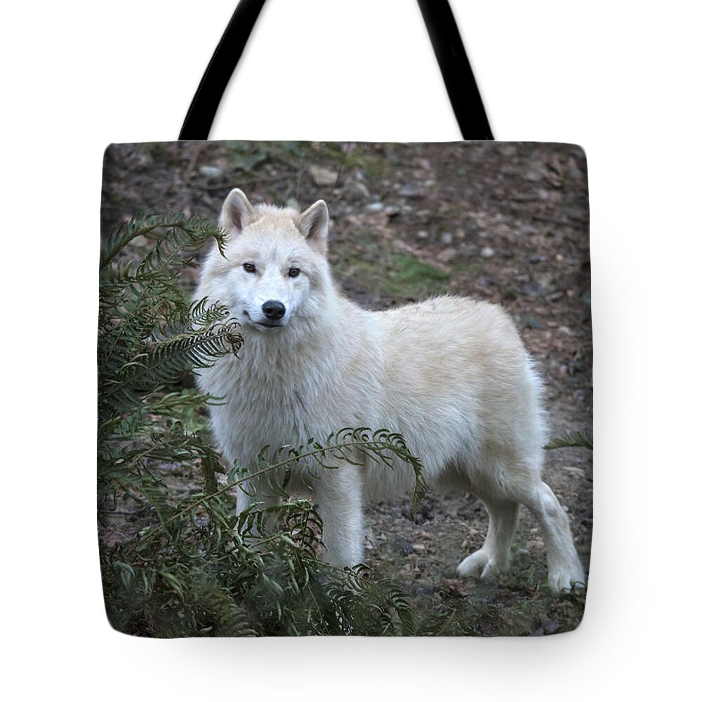 Animal Tote Bag featuring the photograph Grey Wolf by Mark Newman