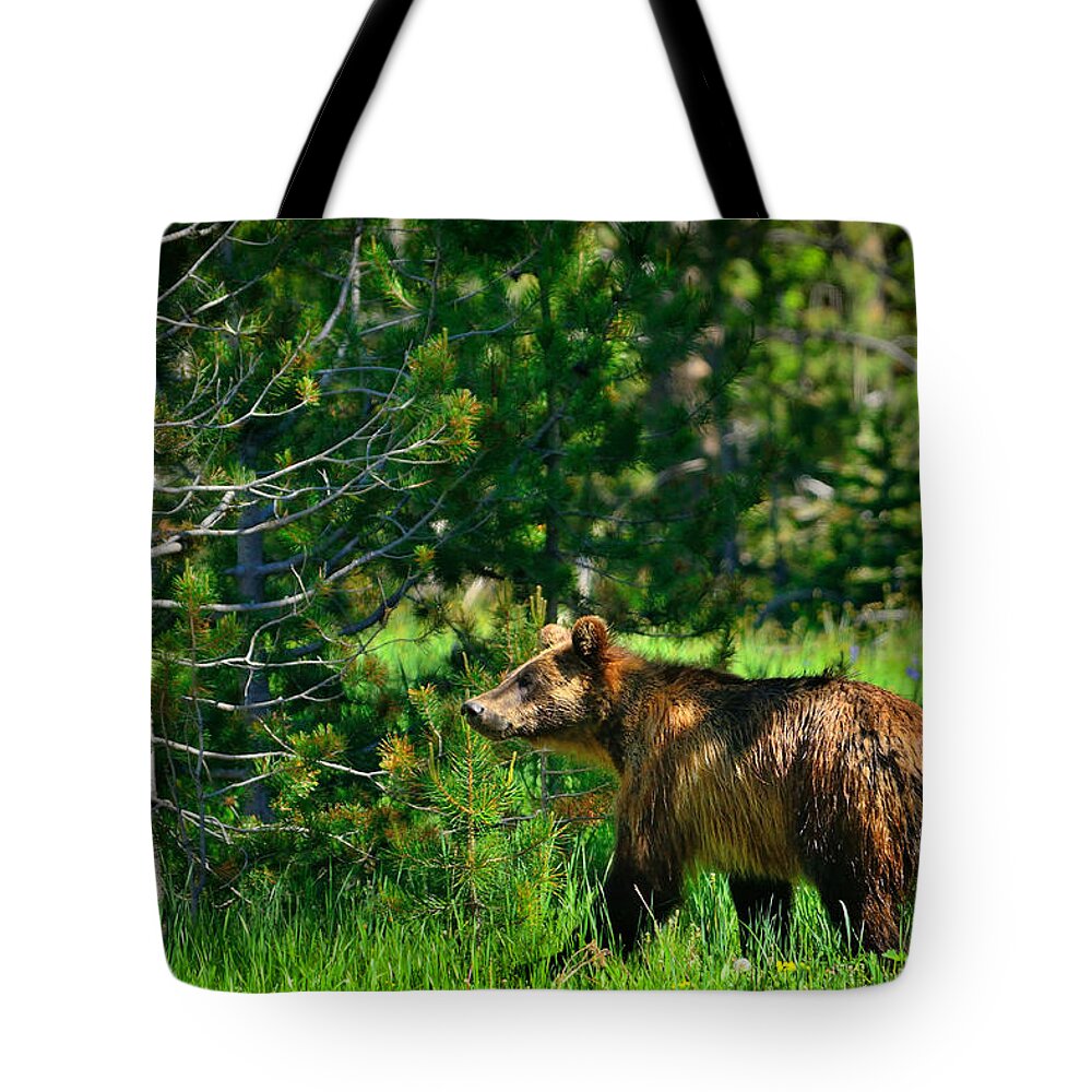 Grizzly Tote Bag featuring the photograph Grizzly Bear 760 by Greg Norrell