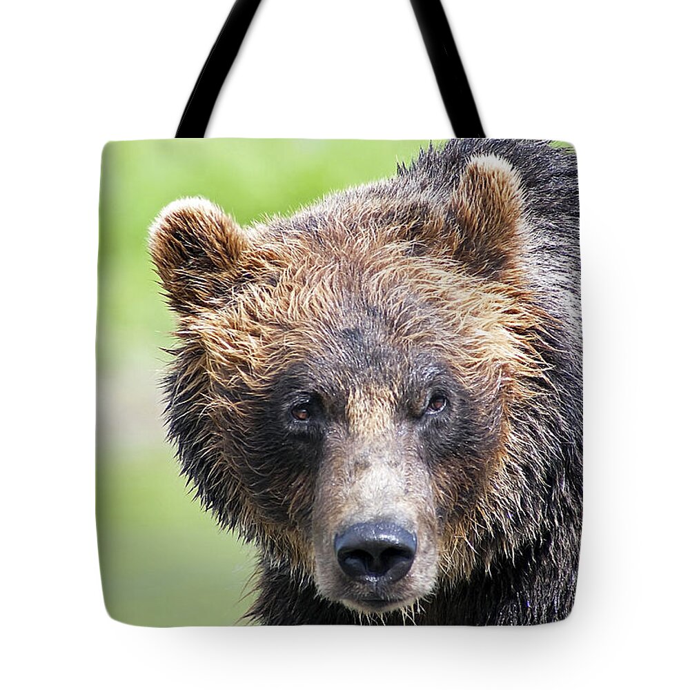 Alaska Tote Bag featuring the photograph Grizzly Bear by Kyle Lavey