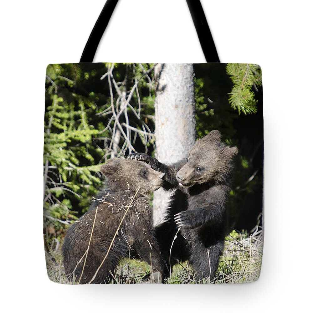 Grizzly Bear Cubs Tote Bag featuring the photograph Grizzly Cubs Playing by Crystal Wightman