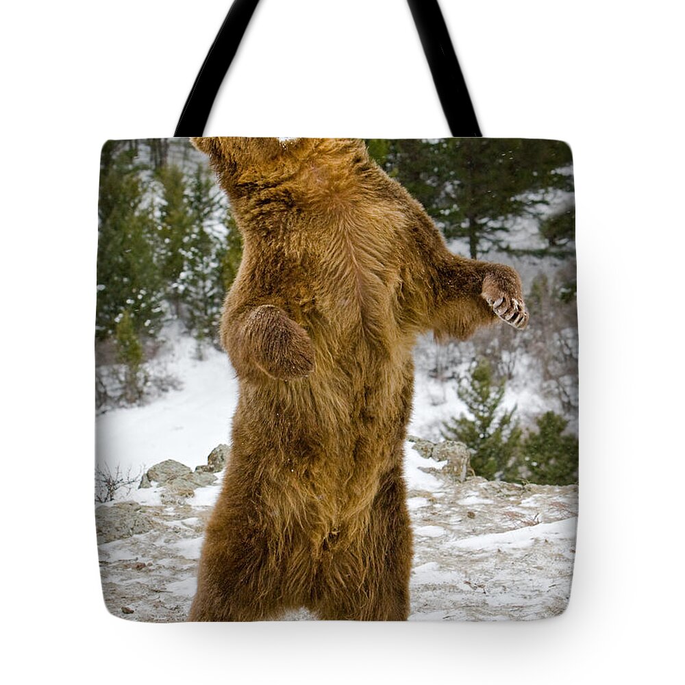 Grizzly Bear Tote Bag featuring the photograph Grizzly Standing by Jerry Fornarotto