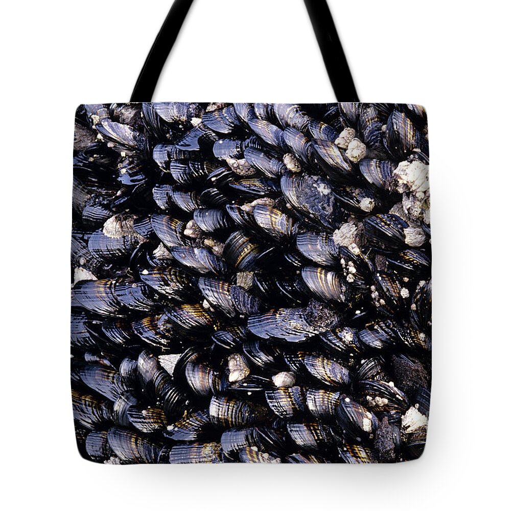Natural World Tote Bag featuring the photograph Group of mussels close up by Jim Corwin