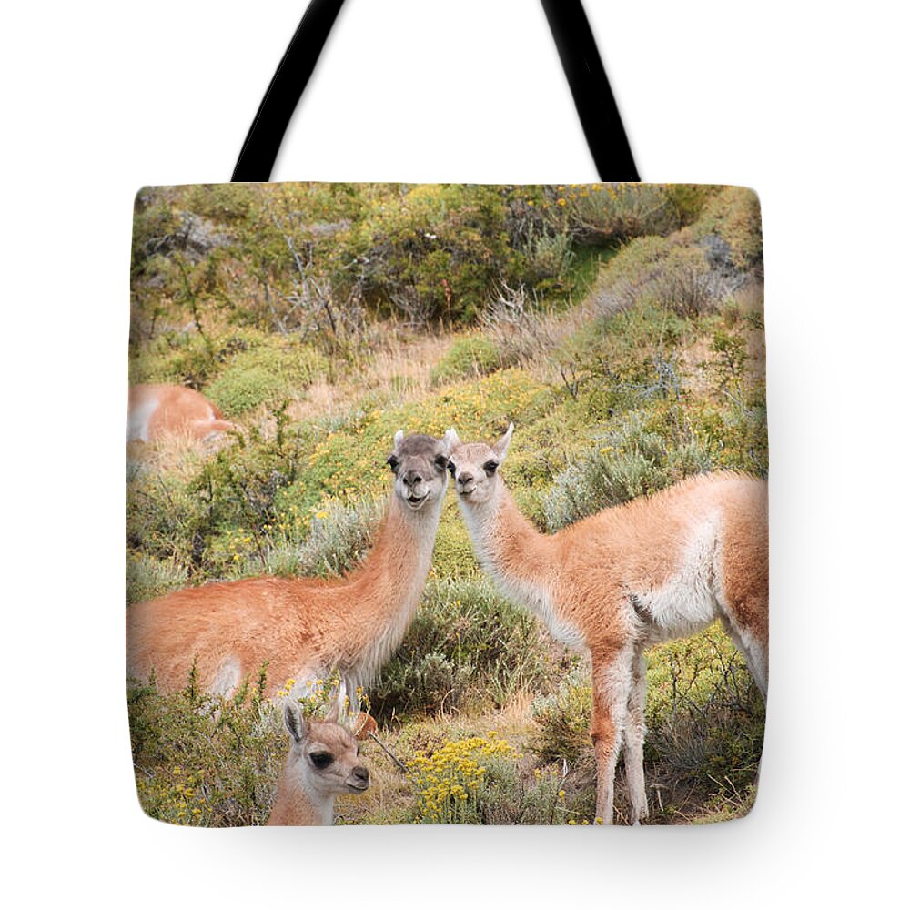 Photograph Tote Bag featuring the photograph Guanaco by Richard Gehlbach