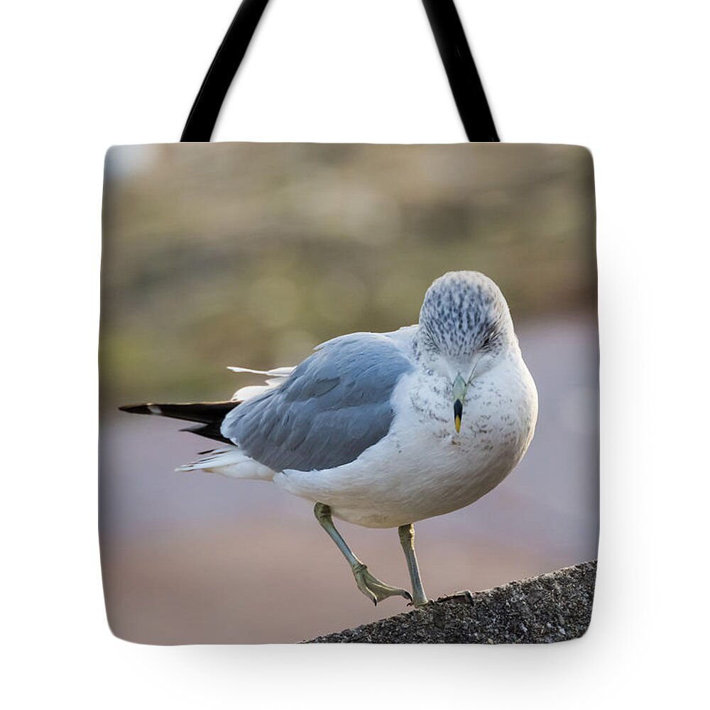 Gull Tote Bag featuring the photograph Gull by Holden The Moment