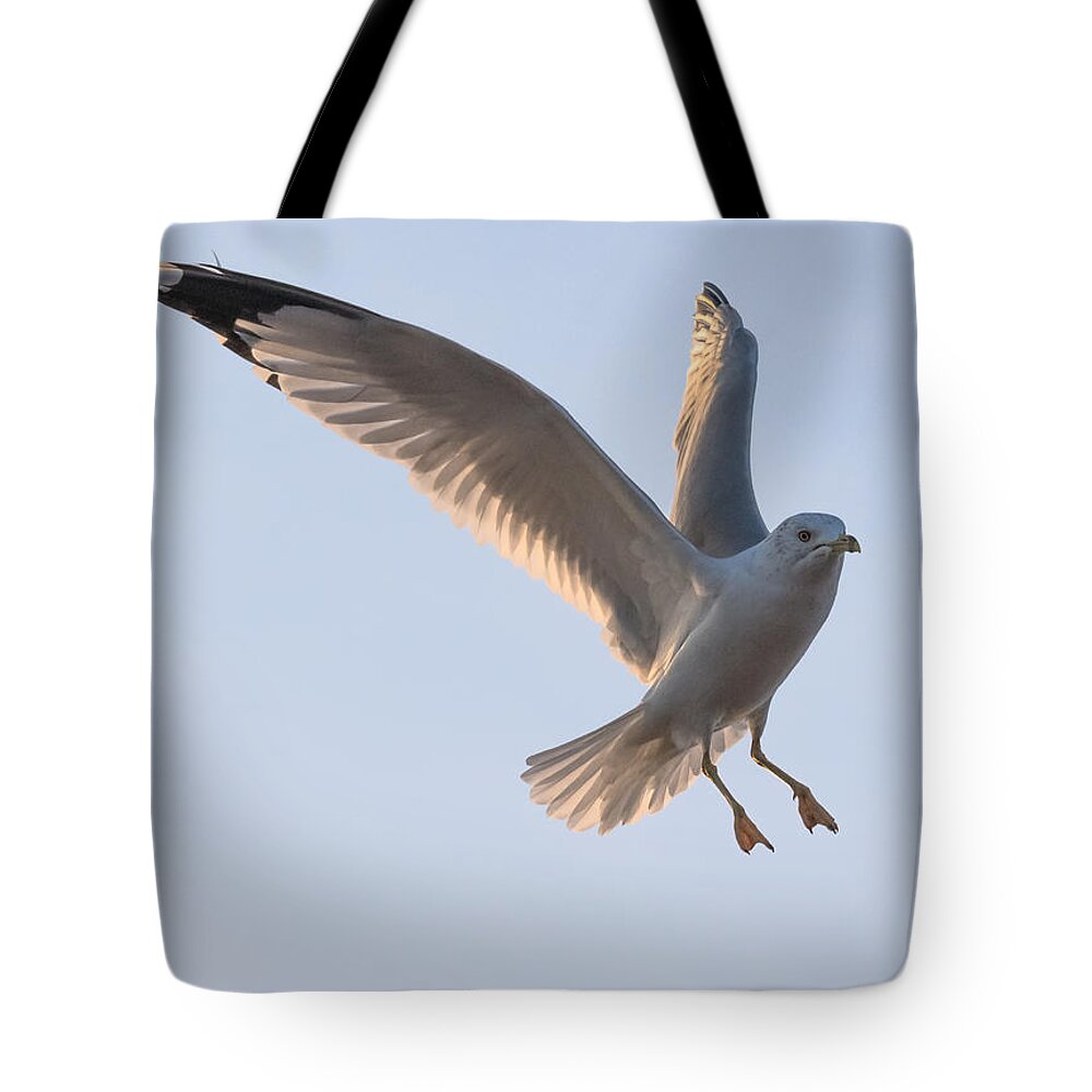 Gull Tote Bag featuring the photograph Gull Ready to Land by Holden The Moment
