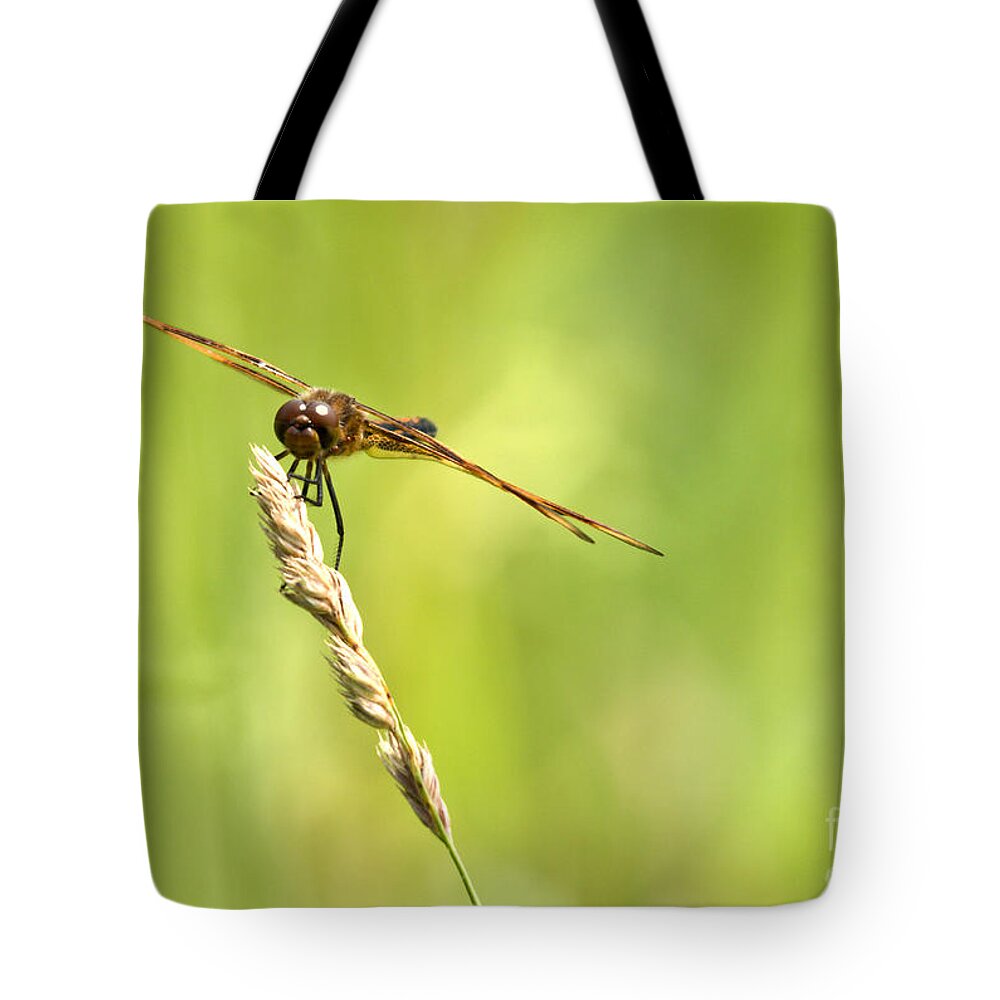 Tiger Striped Dragonfly Tote Bag featuring the photograph Hang On by Cheryl Baxter