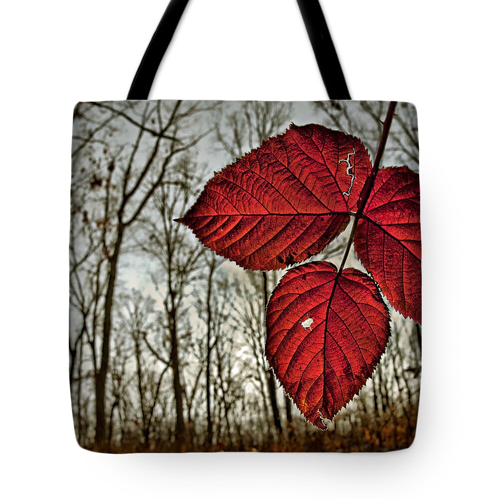 2011 Tote Bag featuring the photograph Hanging Down by Robert Charity