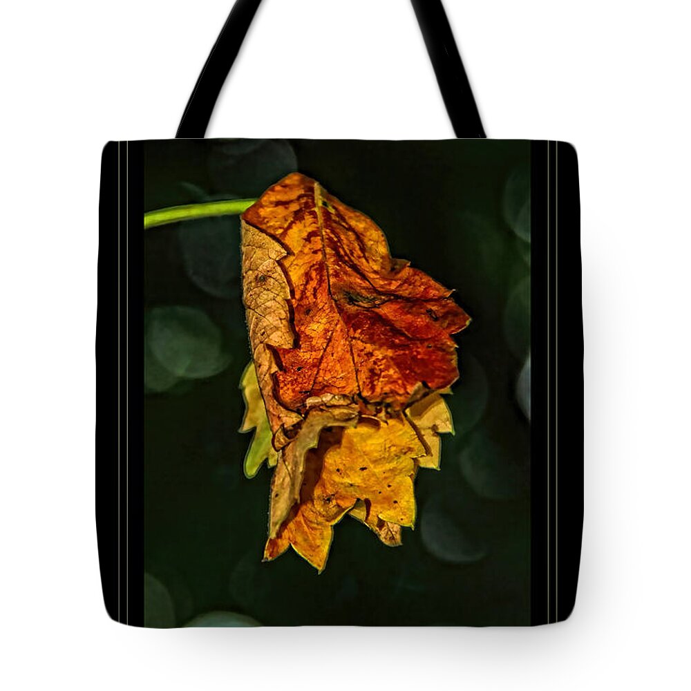 Fall Leaves Photograph Tote Bag featuring the photograph Hanging Gold framed by Lucy VanSwearingen
