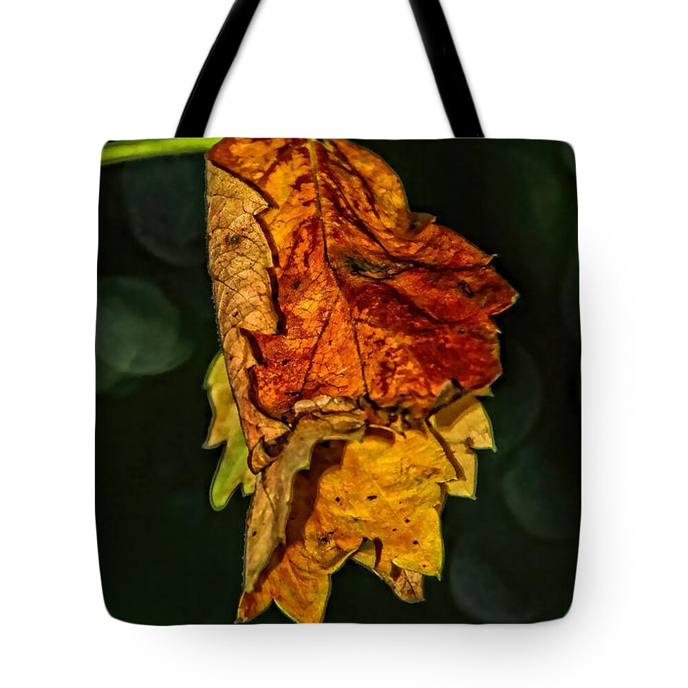 Fall Tote Bag featuring the photograph Hanging Gold by Lucy VanSwearingen