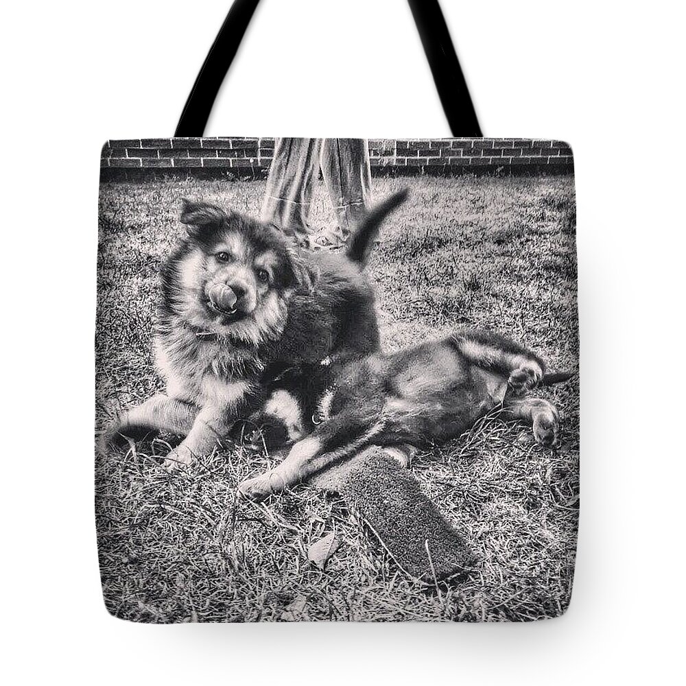 Germanshepherd Tote Bag featuring the photograph Hannah And Darcy At 8 Weeks Old. #gsd by Abbie Shores