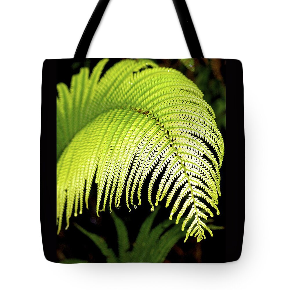 Hawaii Plants Tote Bag featuring the photograph Hapu'u Fern Frond by Lehua Pekelo-Stearns