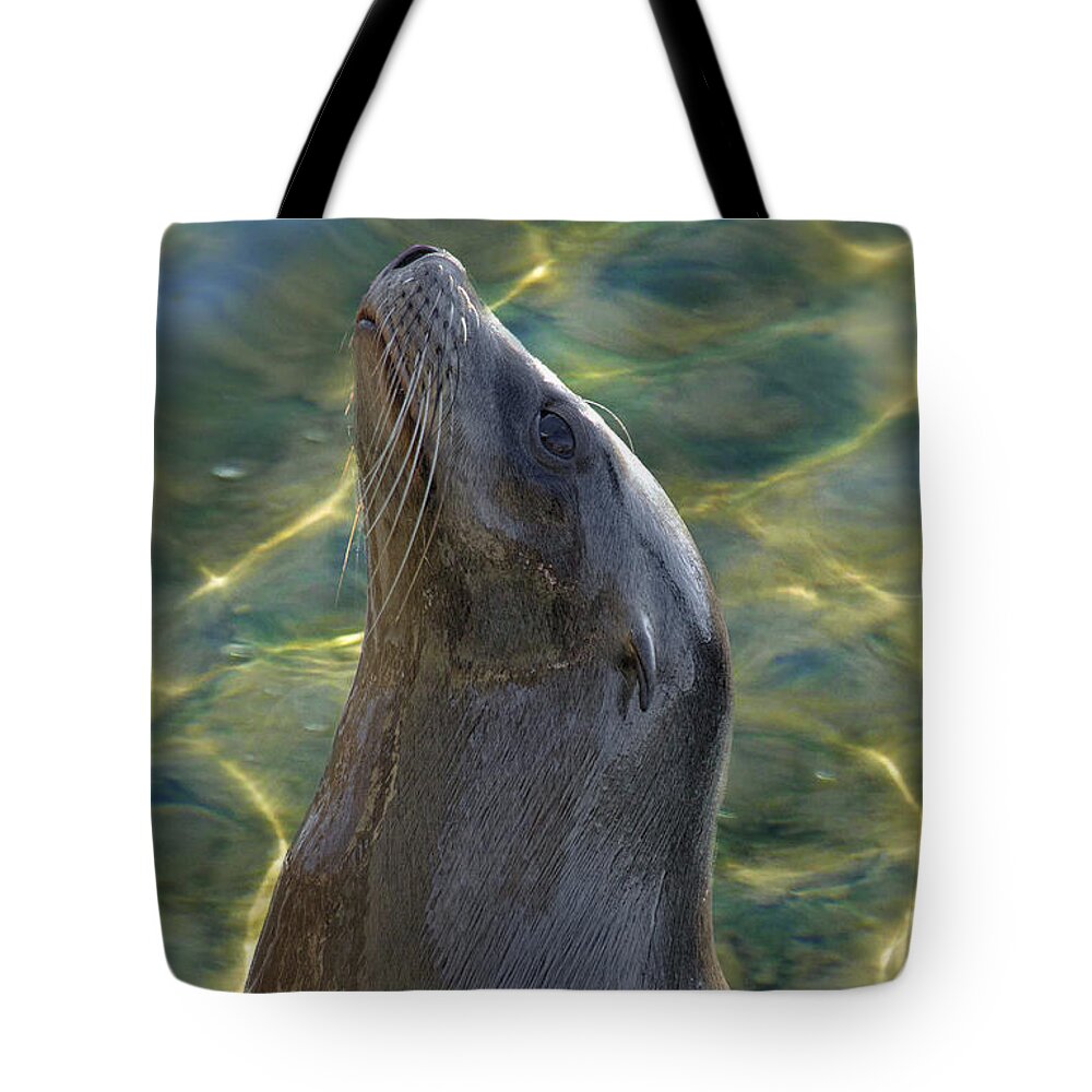 Sea Lion Tote Bag featuring the photograph Harbor Seal by Linda Tiepelman