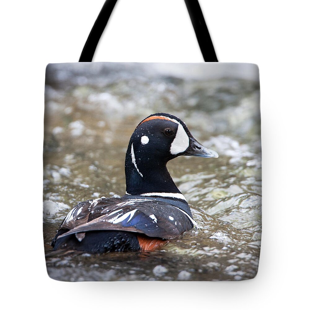 Harlequin Duck Tote Bag featuring the photograph Harlequin Duck in Rapids by Jack Bell
