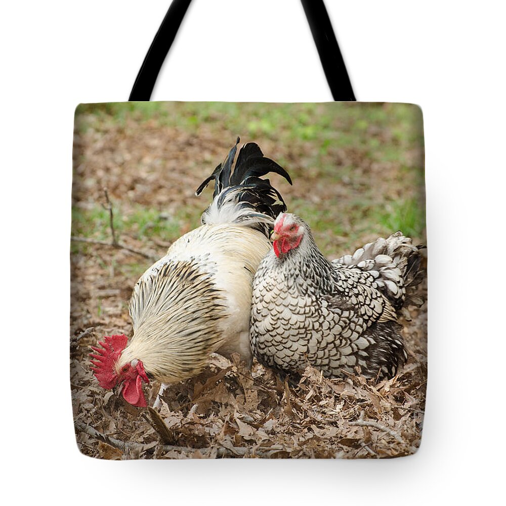 Birds Tote Bag featuring the photograph Harry And Lacy by Donna Brown
