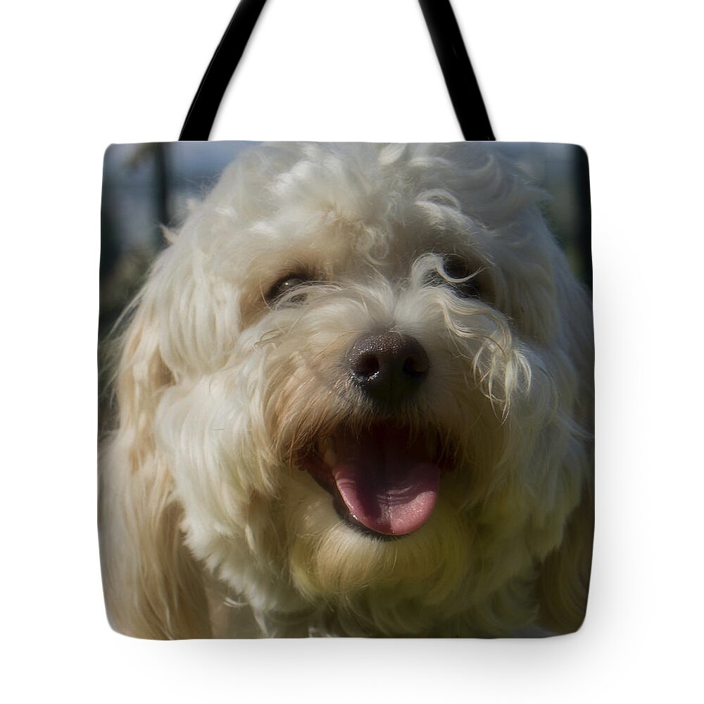Dog Tote Bag featuring the photograph Havachon by Weir Here And There