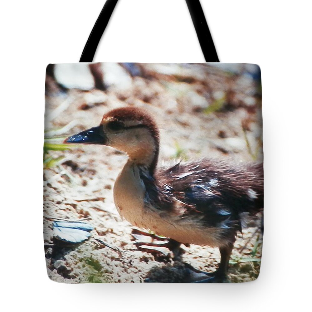 Baby Duckling Searching Out His Mother In Naples Tote Bag featuring the photograph Lost Baby Duckling #1 by Belinda Lee