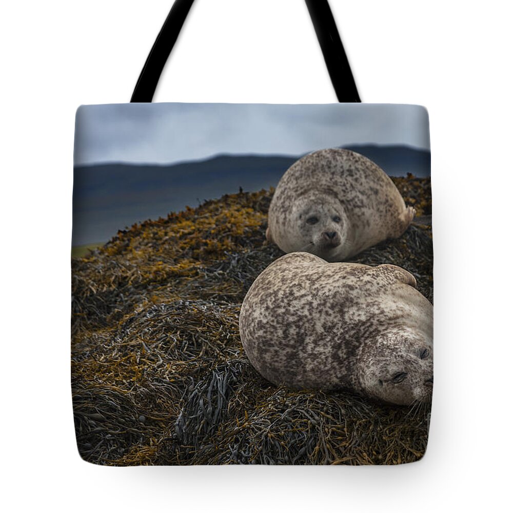 Harbor Tote Bag featuring the photograph Having a Lazy day by Diane Macdonald