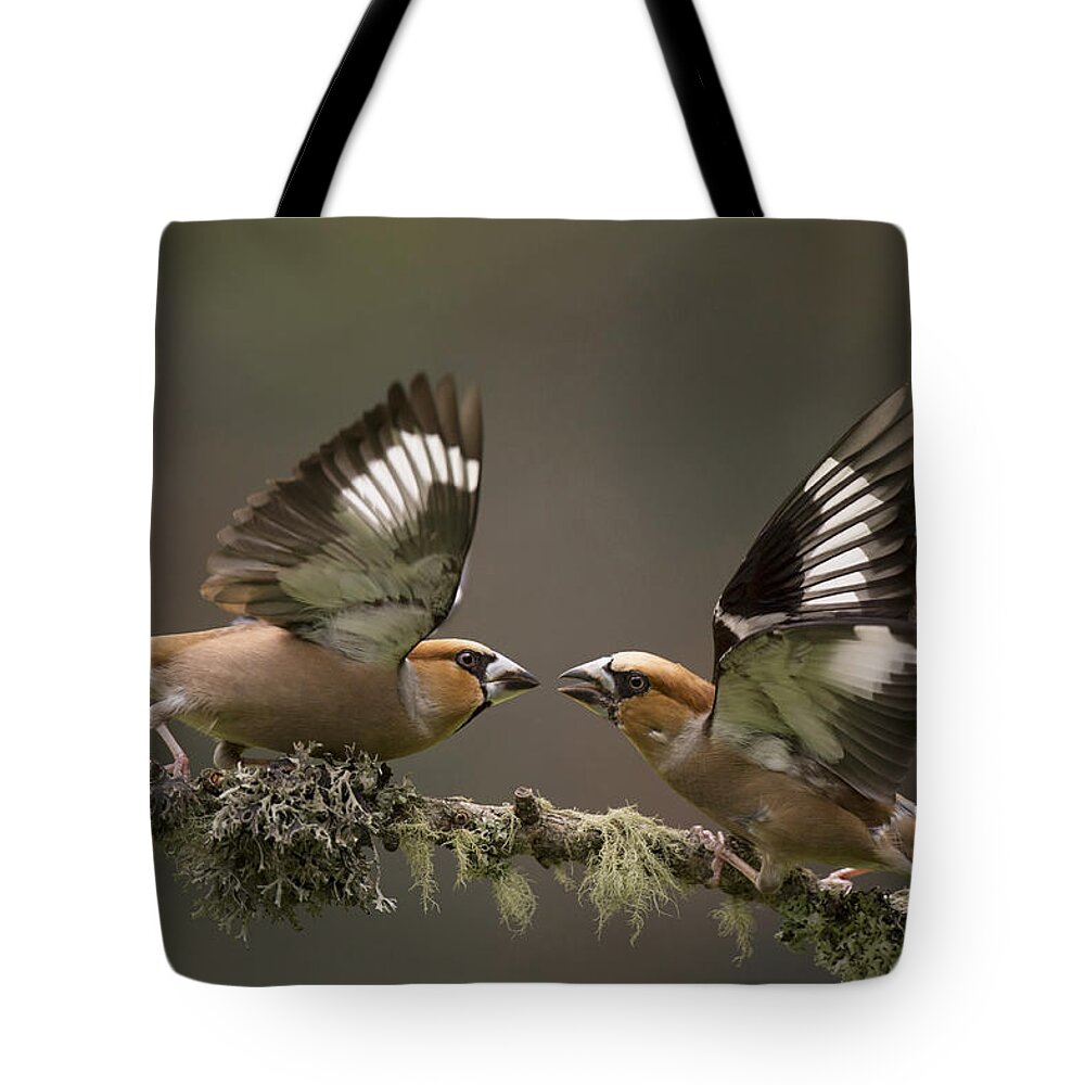 Nis Tote Bag featuring the photograph Hawfinch Males Fighting Gelderland by Edwin Kats