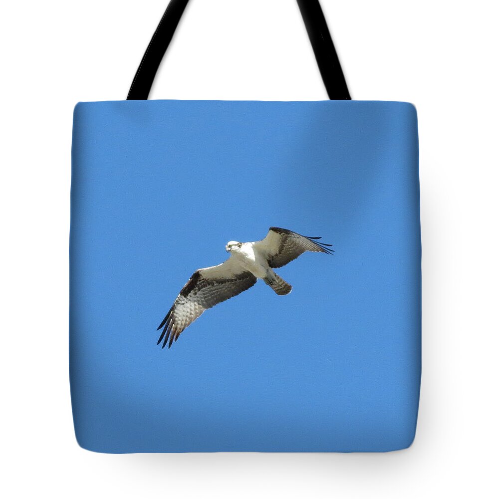 Skyscape Tote Bag featuring the photograph Hawk in Flight by Fortunate Findings Shirley Dickerson