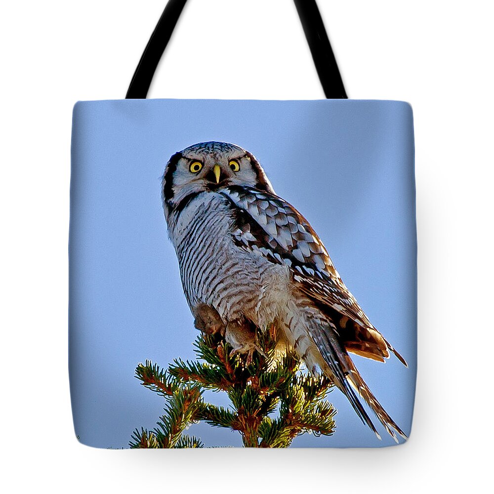 Hawk Owl Square Tote Bag featuring the photograph Hawk Owl square by Torbjorn Swenelius