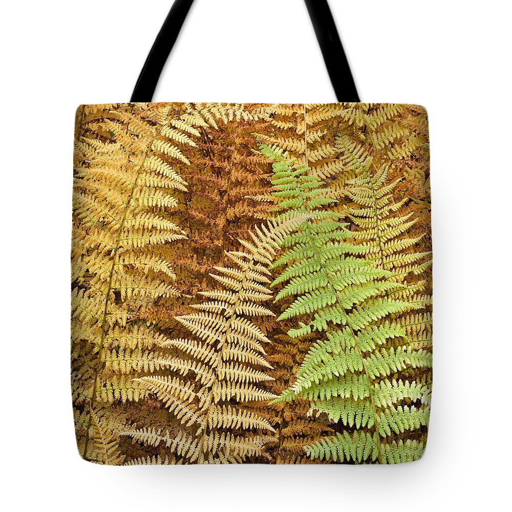 Fern Tote Bag featuring the photograph Hay-Scented Ferns by Alan L Graham