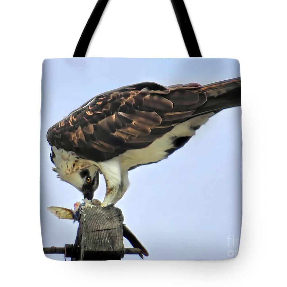 Osprey Tote Bag featuring the photograph Head Twisting Osprey by Jennie Breeze