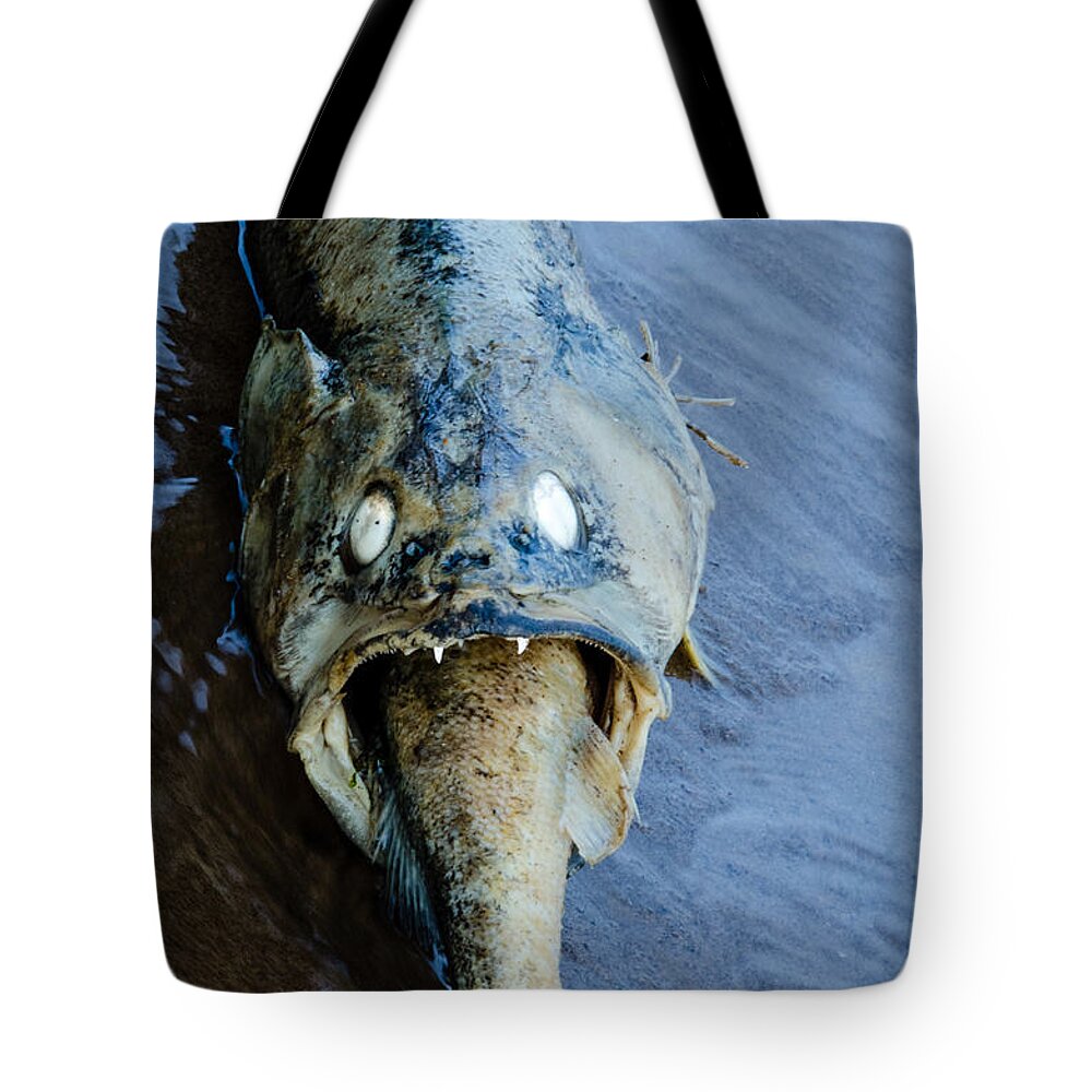 Freidlund Tote Bag featuring the photograph Heads Or Tails by Paul Freidlund