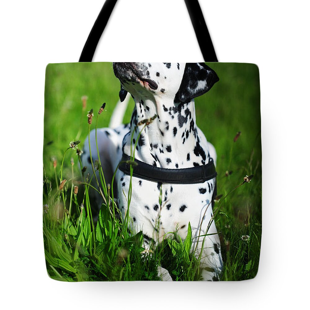 Dalmation Tote Bag featuring the photograph Heads Up. Kokkie. Dalmation Dog by Jenny Rainbow